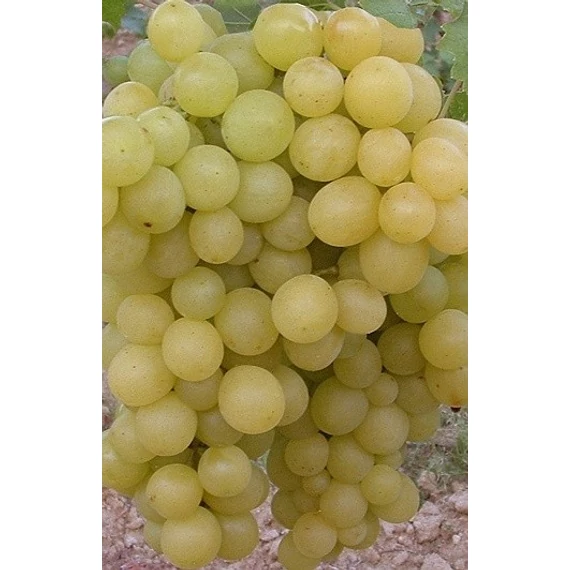 Szőlőskertek királynője szőlőoltvány