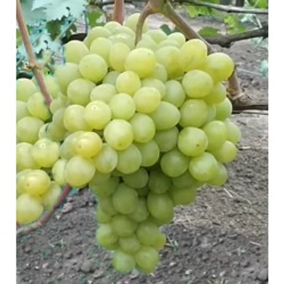 Valek szőlőoltvány