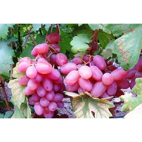 Viktor szőlőoltvány