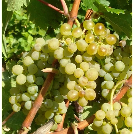 Zenit szőlőoltvány