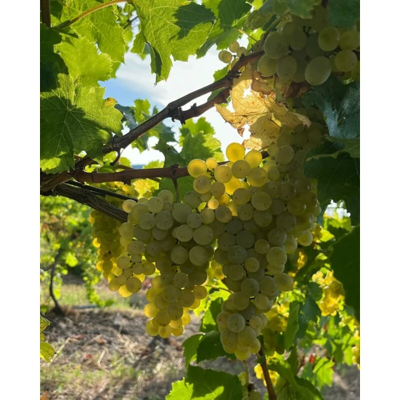 Zöldvertelini szőlőoltvány