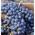 Cabernet Franc szőlőoltvány